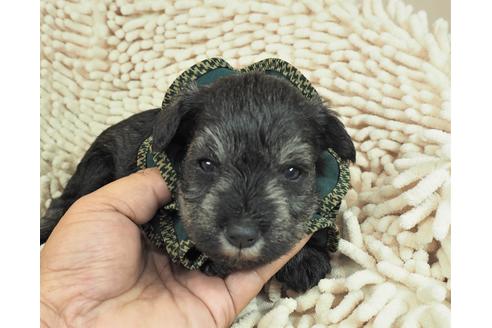 成約済の埼玉県のミニチュアシュナウザー-112218の1枚目